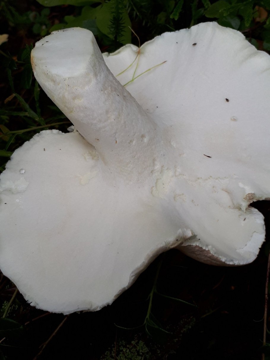 Трутовик овечий гриб