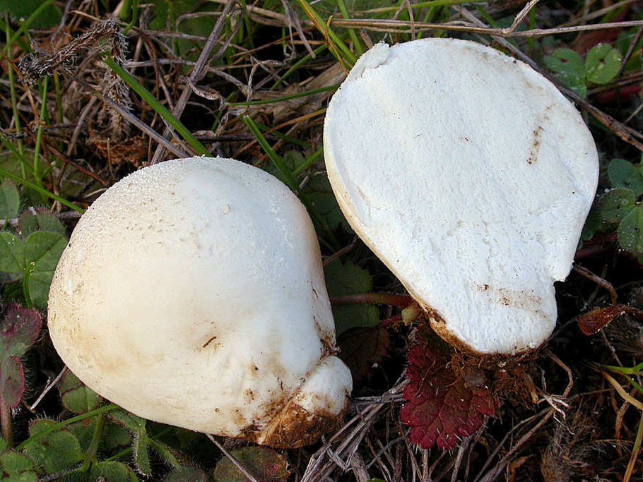 Гриб желтая шляпка снизу