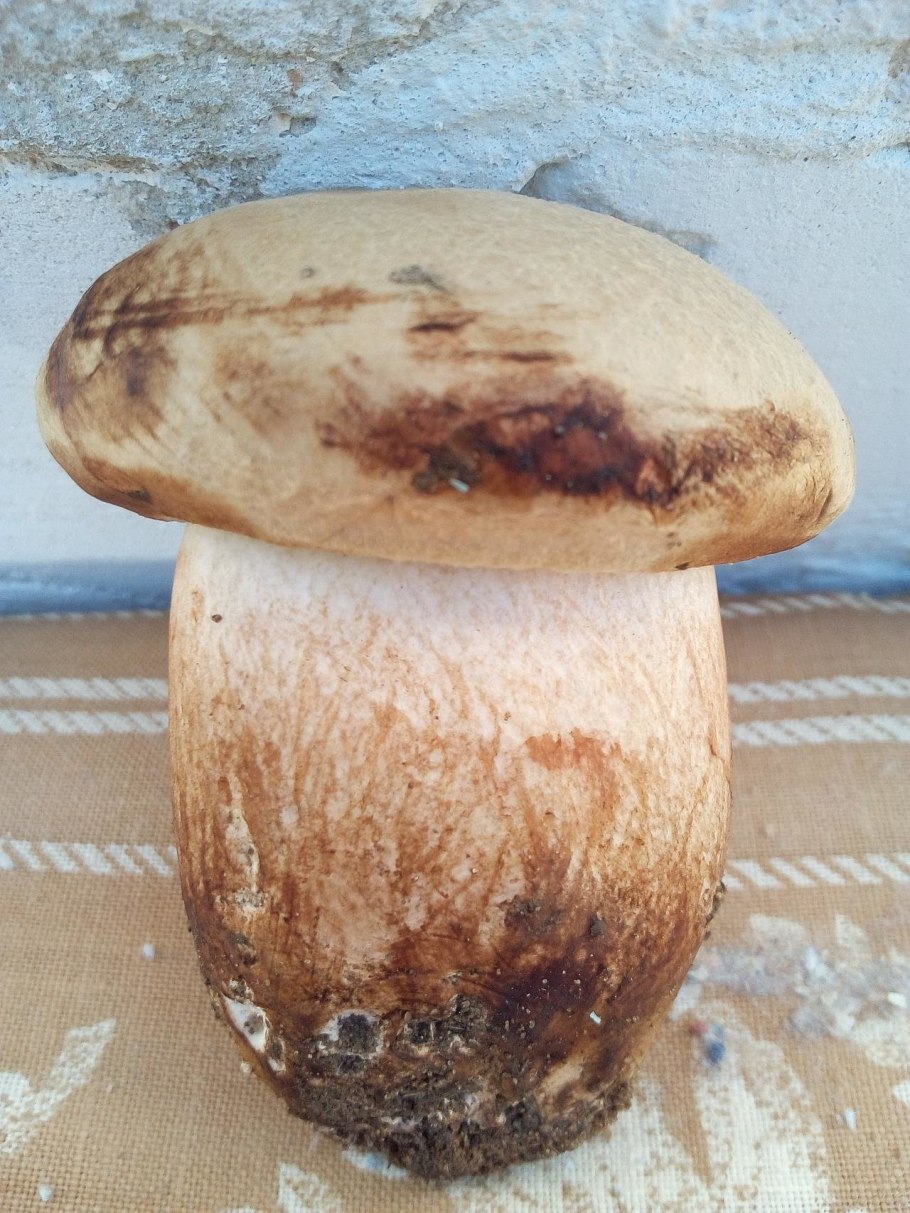 Белый чешуйчатый гриб