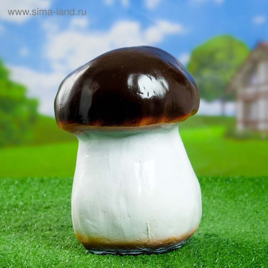 Круглые грибы без ножки