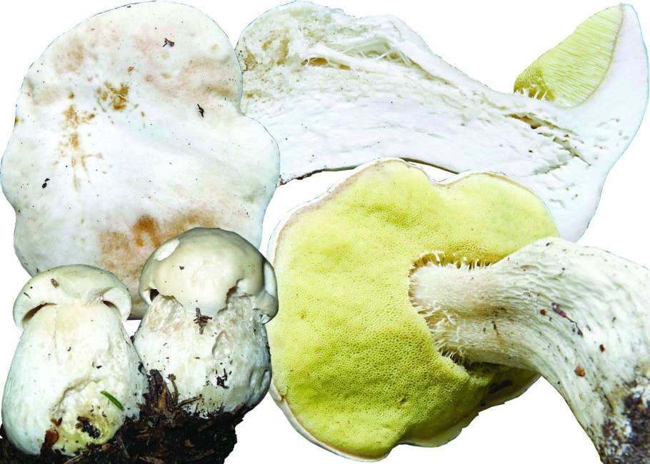 Поплавок белый Amanita Alba