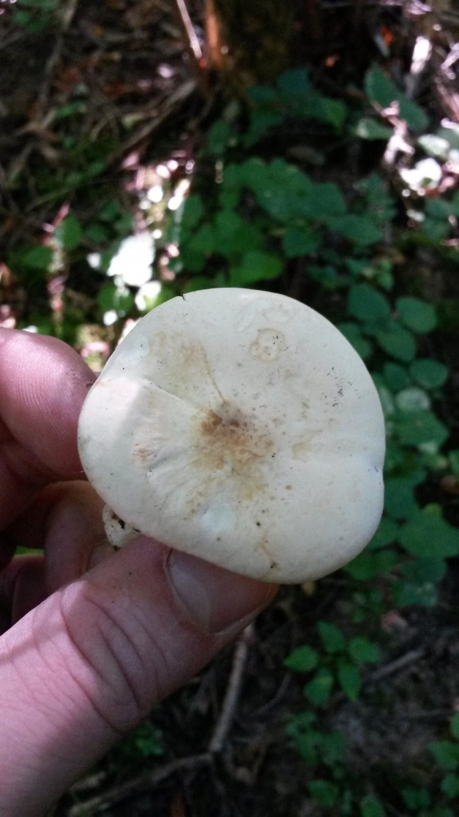 Рядовку белую — Tricholoma album