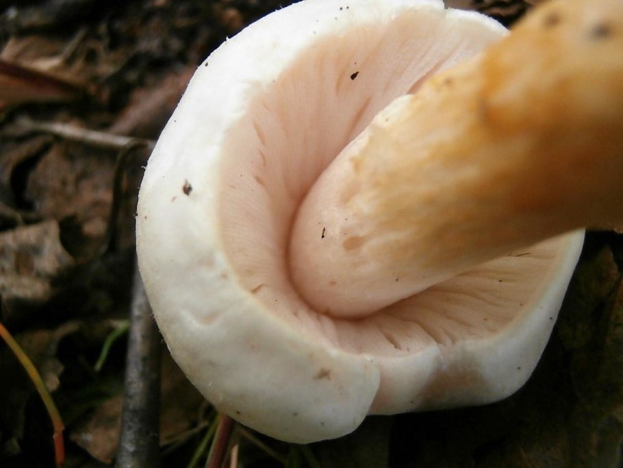 Гриб с белой шляпкой и белой ножкой