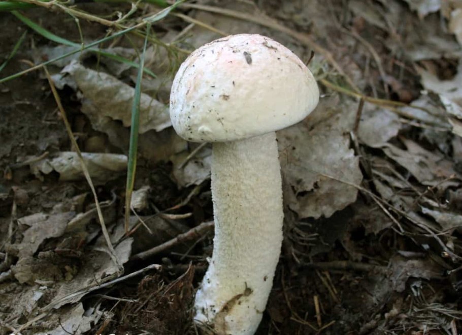 Подосиновик белый (Leccinum percandidum)
