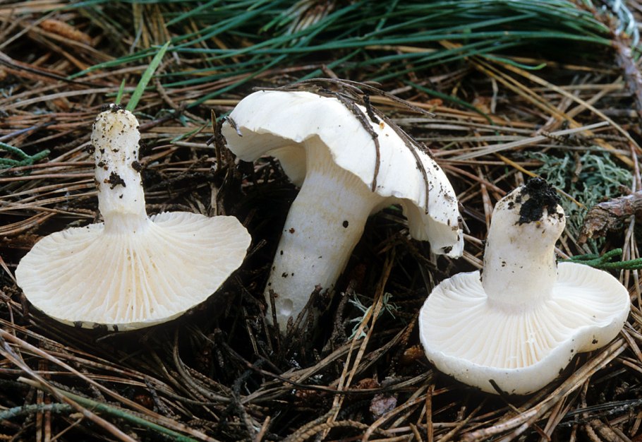 Весенний гриб белого цвета с конической шляпкой