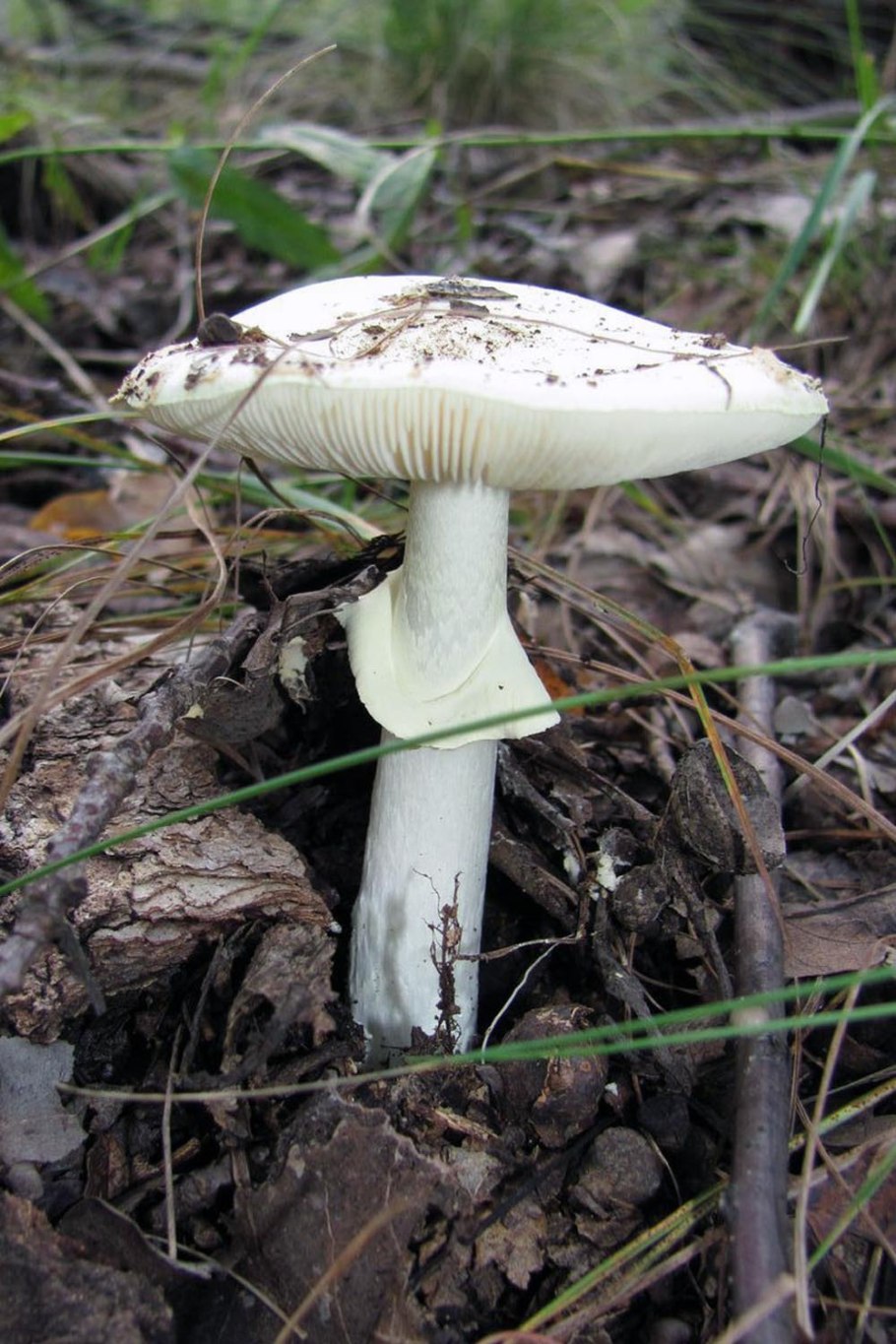 Грибы белая шляпка белый низ Amanita phalloides,
