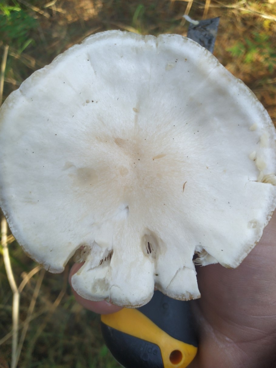 Гриб Флоккулярия Рикена