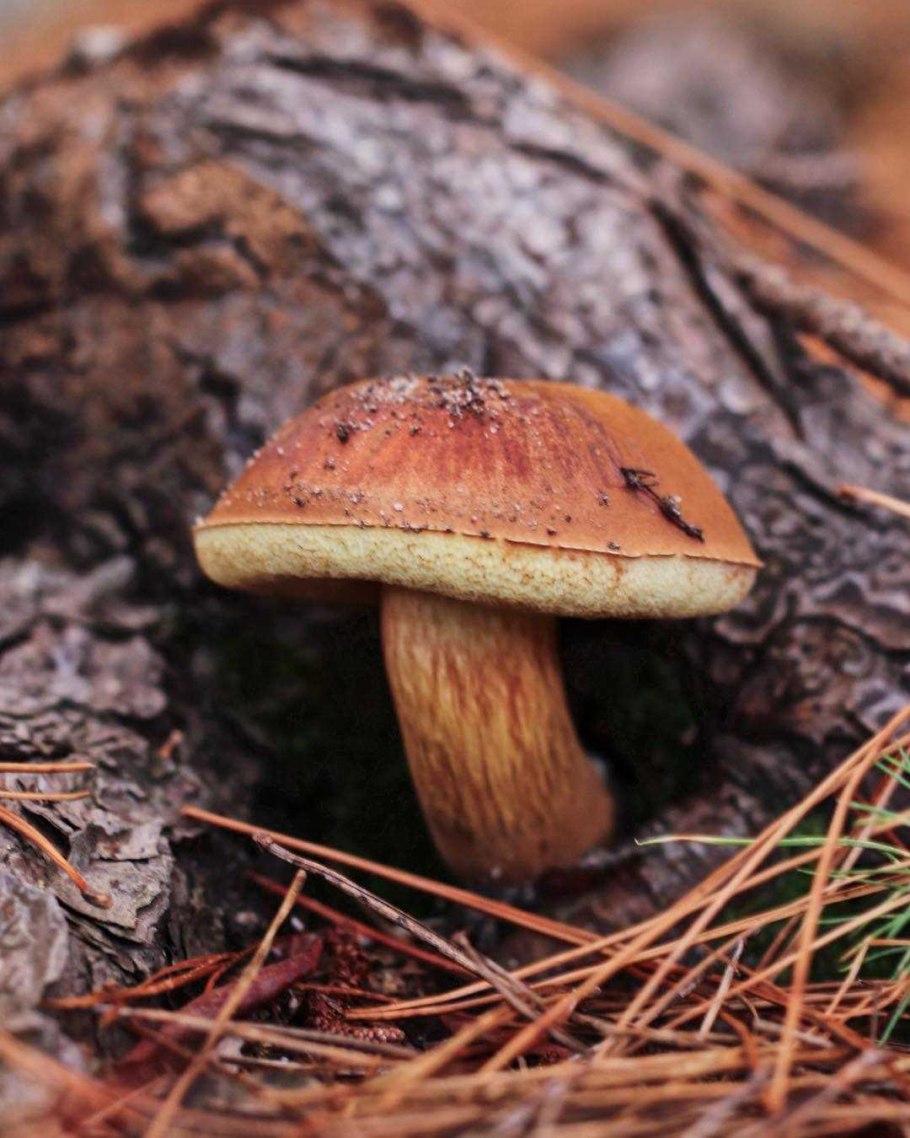 Польский гриб (Xerocomus badius)