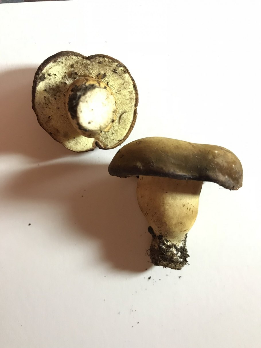 Моховик коричневый Xerocomus ferrugineus