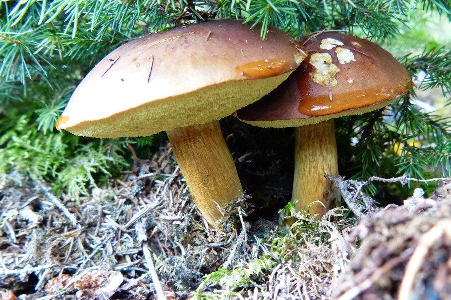 Моховик коричневый (Boletus ferrugineus)