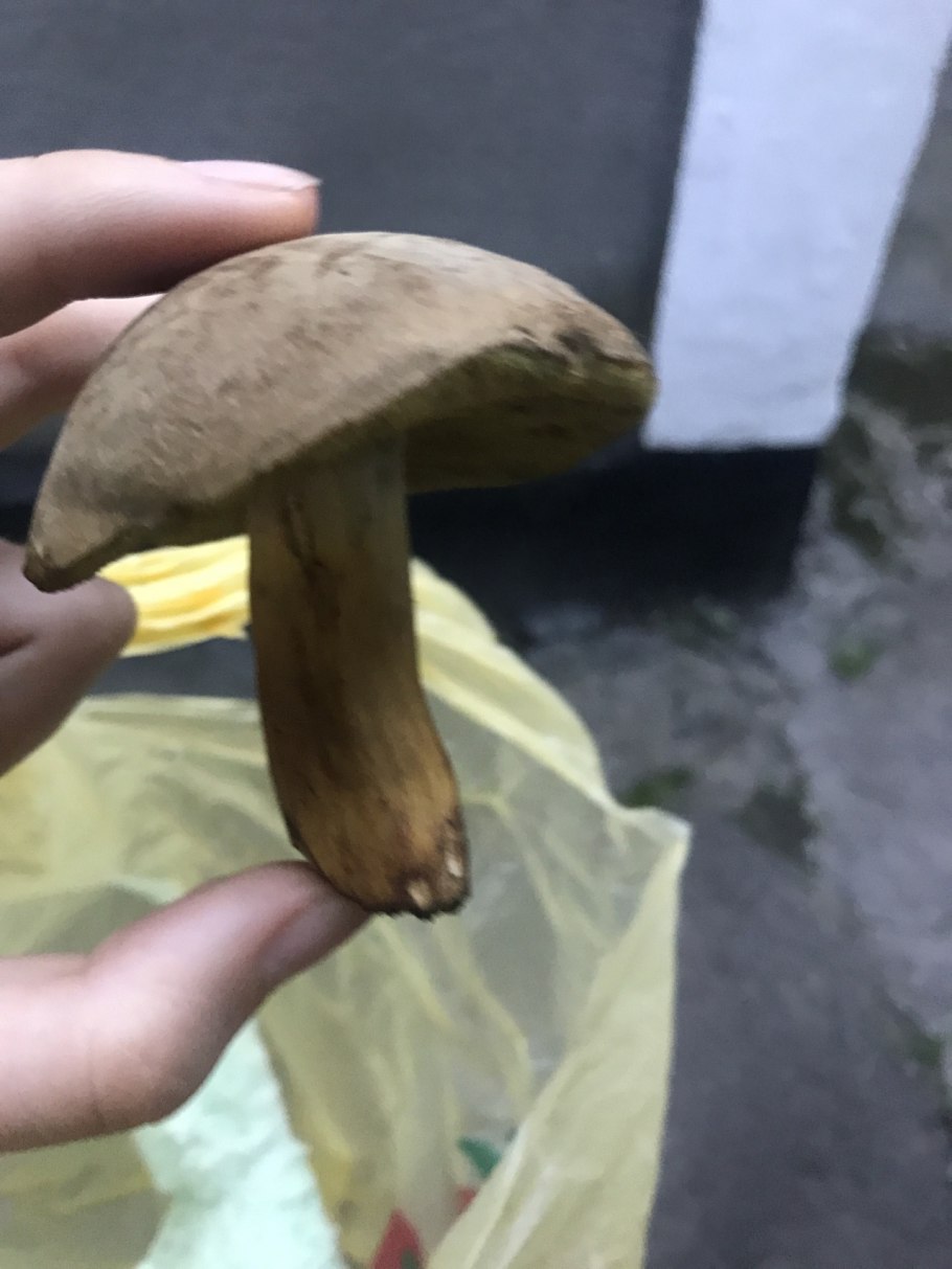 Гриб польский Боровик