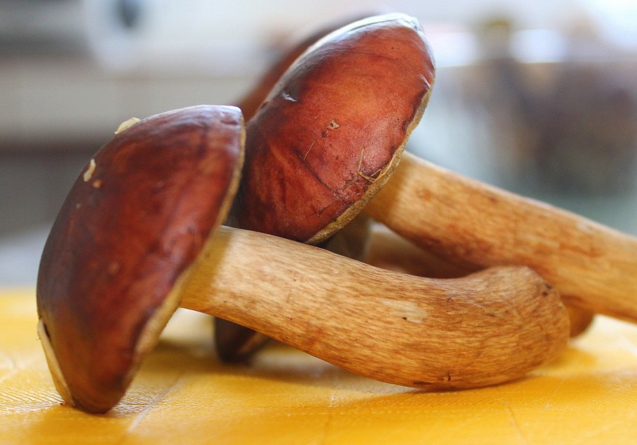 Гриб моховик ложный