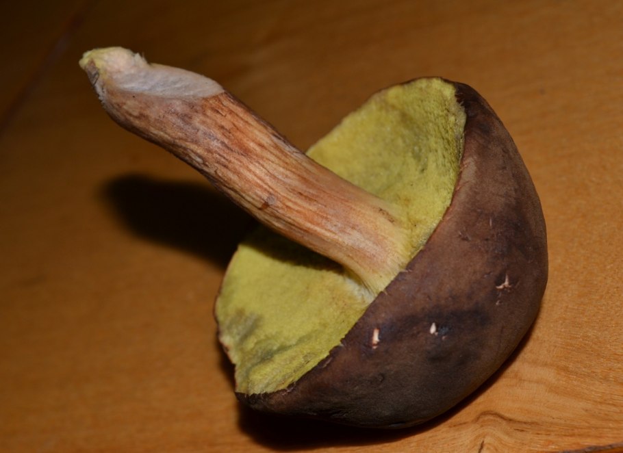 Гриб польский Боровик