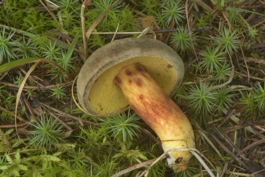 Моховик польский гриб