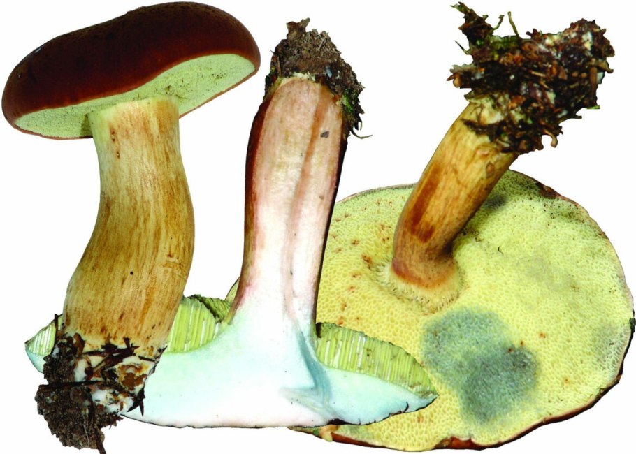 Моховик дух