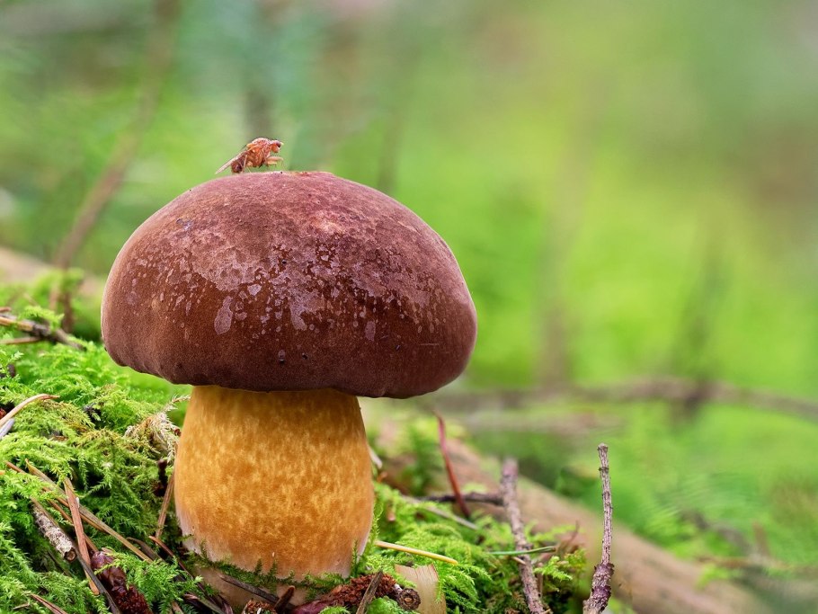 Польский гриб Imleria Badia