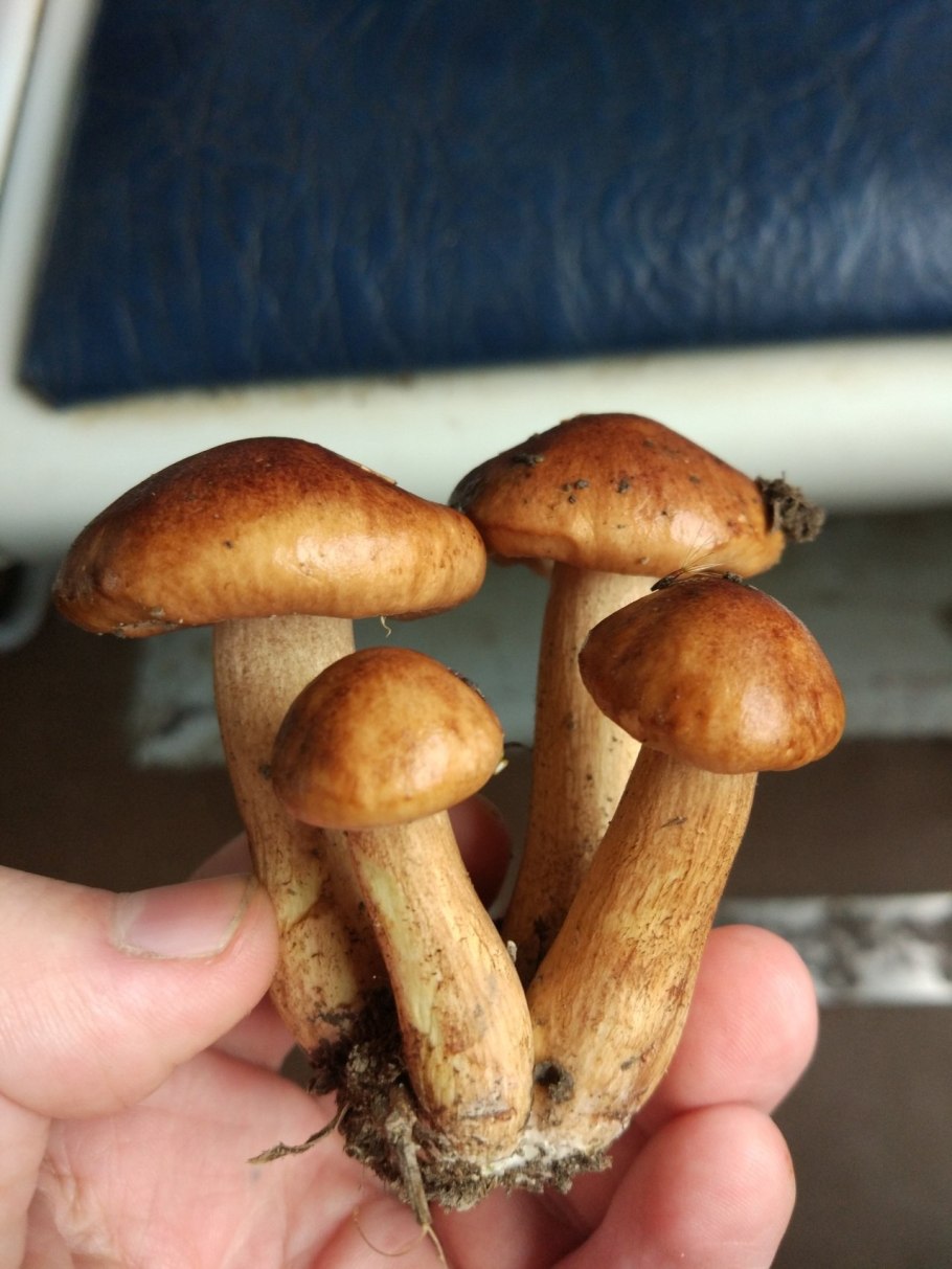 Грибы рядовка желто бурая