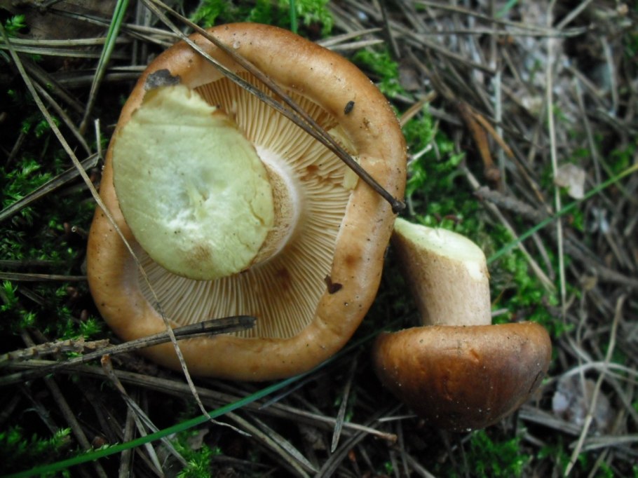 Tricholoma flavobrunneum