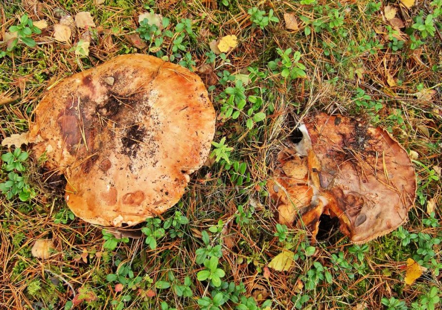 Рядовка Tricholoma albobrunneum