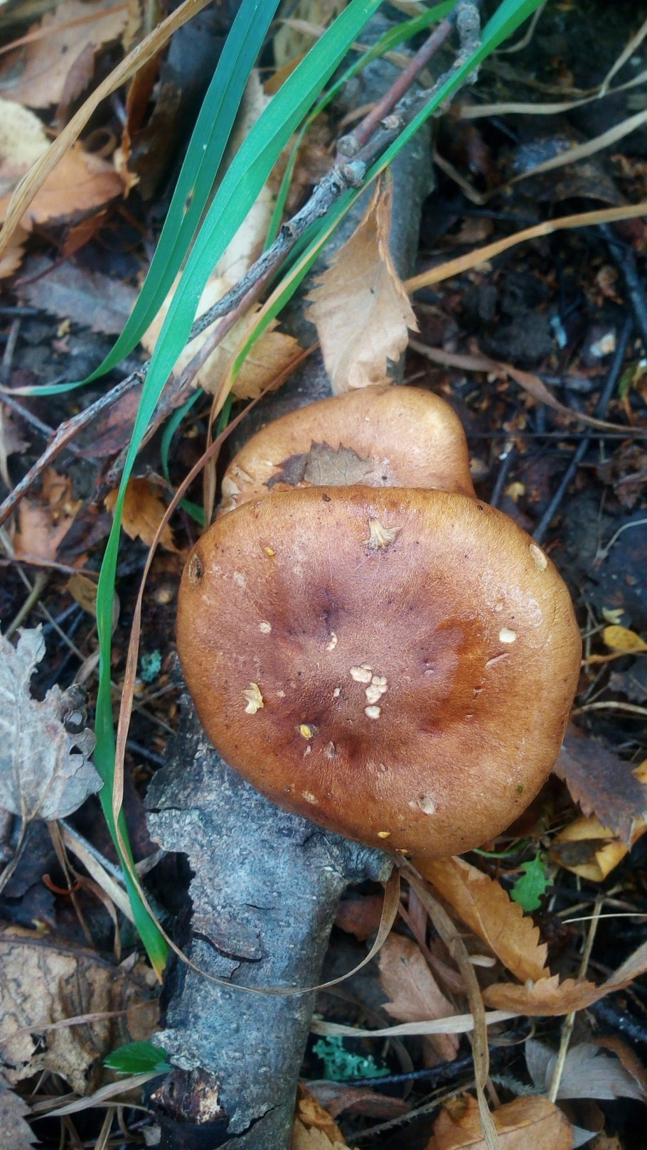 Рядовка желто бурая