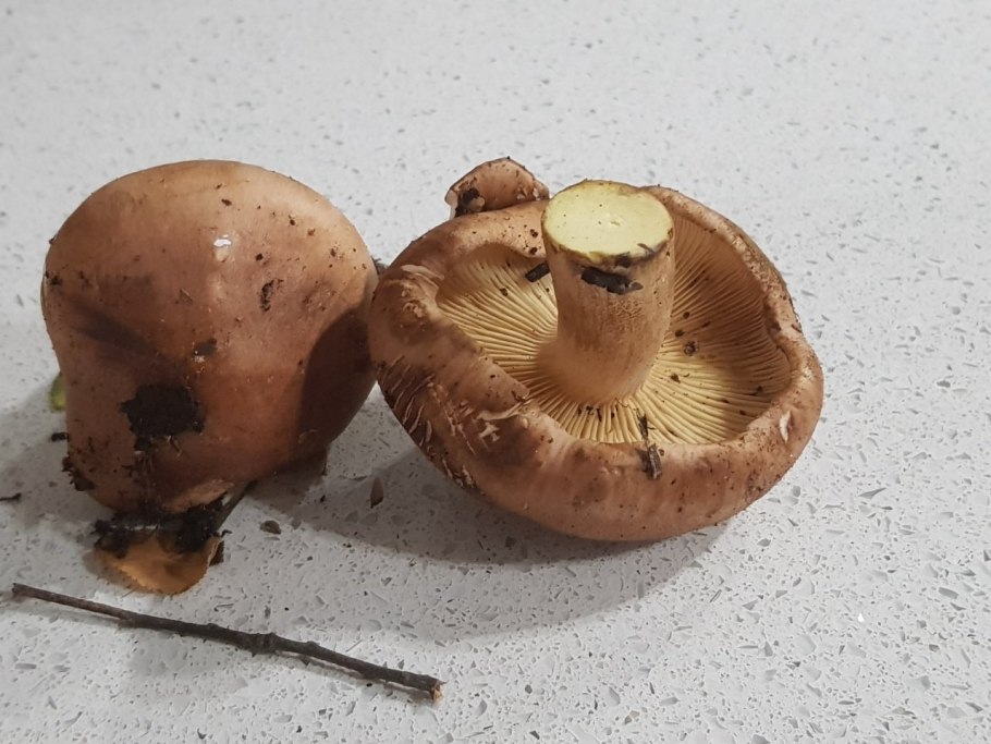 Tricholomopsis rutilans