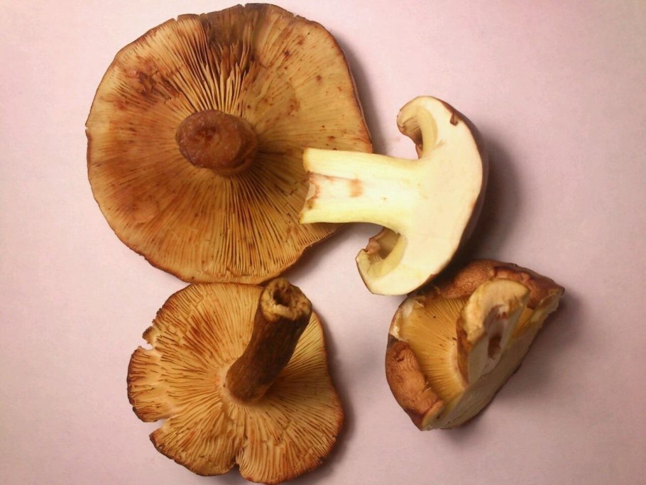 Рядовка буро-желтая Tricholoma fulvum