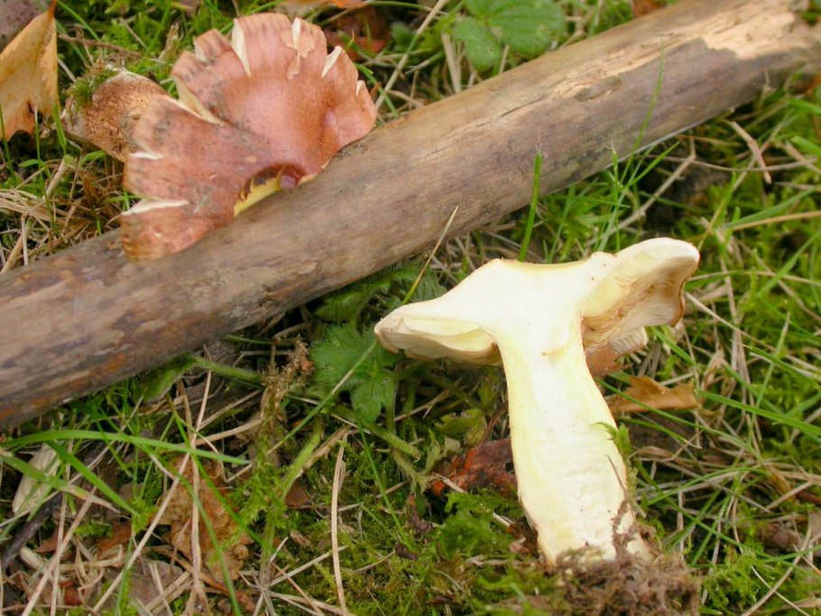 Гриб рядовка красная