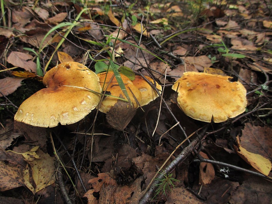 Рядовка буро-желтая Tricholoma