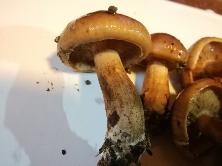 Tricholoma flavobrunneum