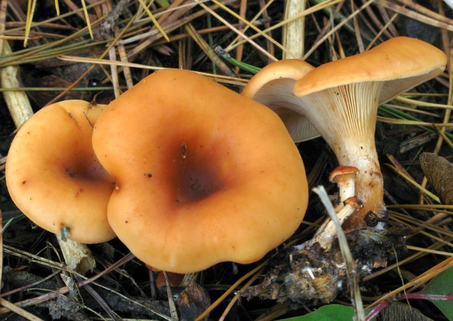 Рядовка серная Tricholoma Sulphureum