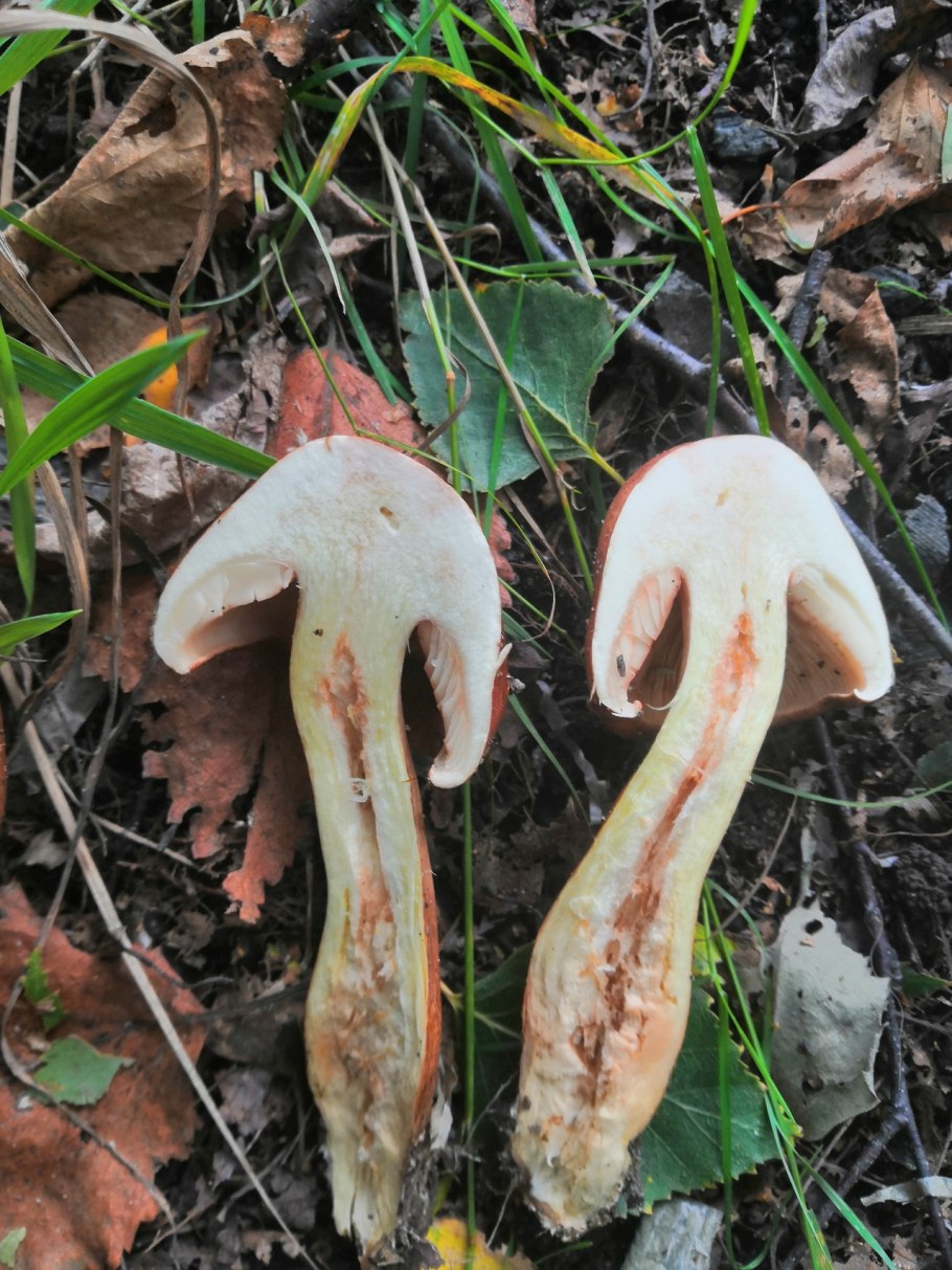 Tricholoma flavobrunneum