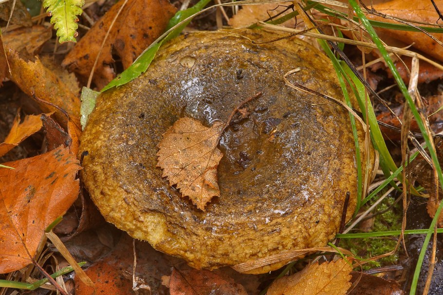 Груздь оливковый