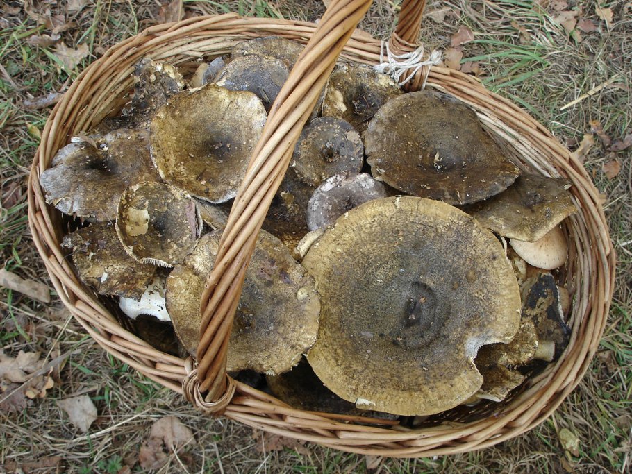 Чёрный груздь Лесной