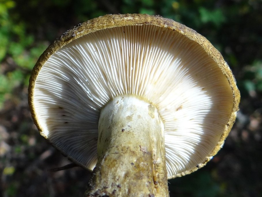 Белый груздь и черный груздь