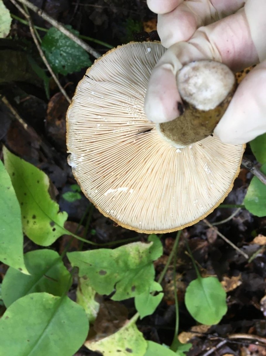 Груздь чёрный