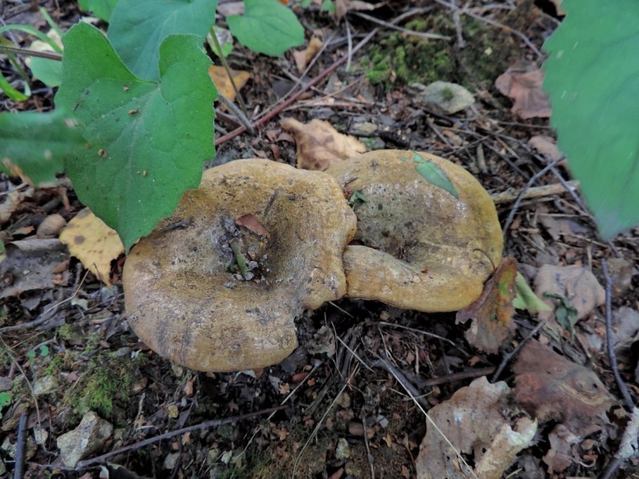 Корзинка чёрных груздей