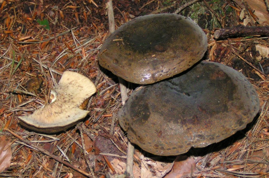 Lactarius necator