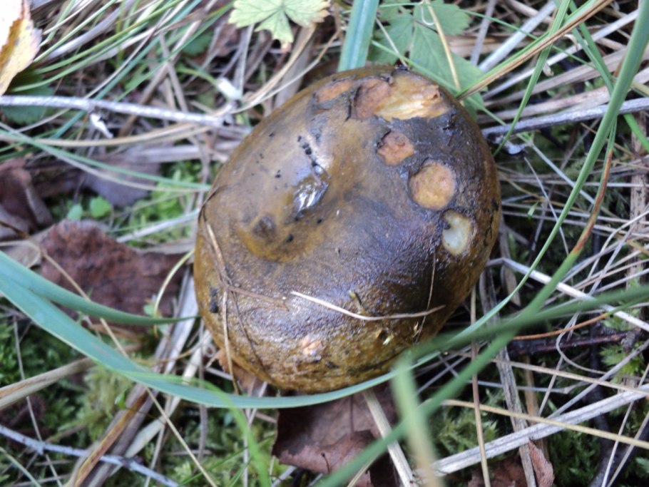 Черный груздь гриб