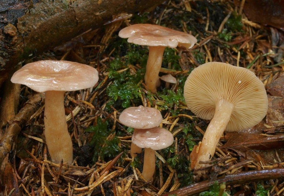 Скрипица Lactarius vellereus.