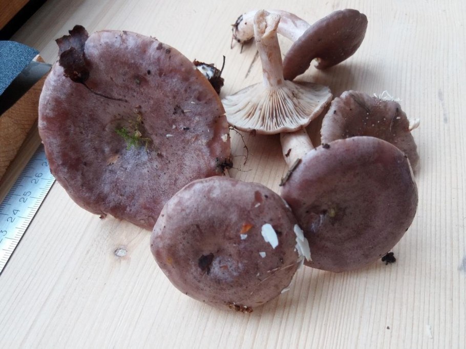 Коричневый гриб с молочком