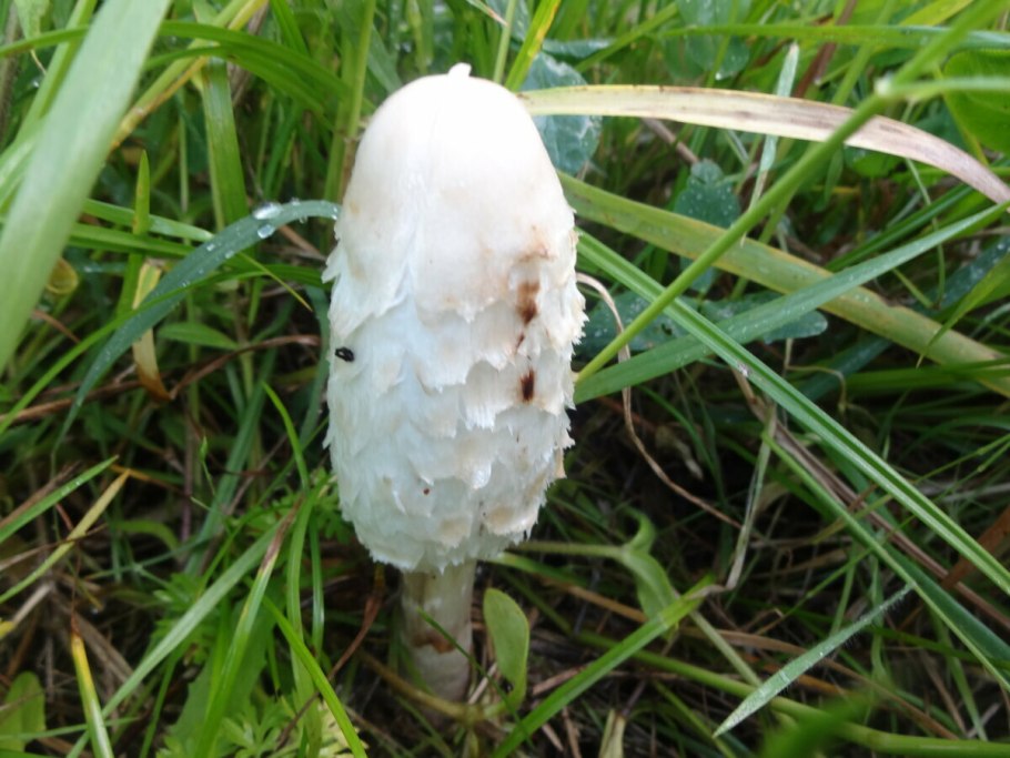 Белый навозник гриб