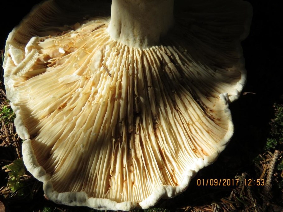 Млечник гигрофоровидный