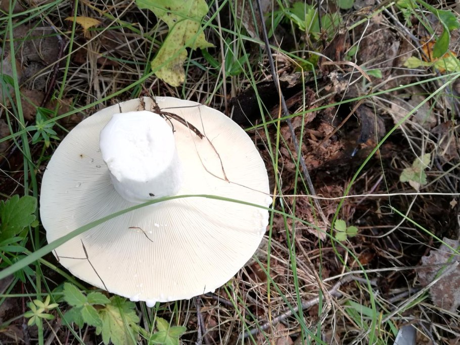 Поганка волнушка