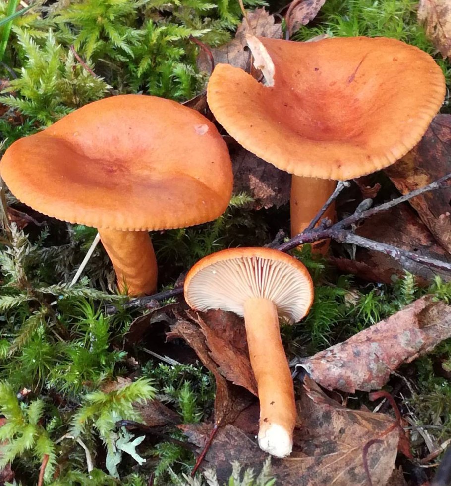 Съедобные грибы Калужской области