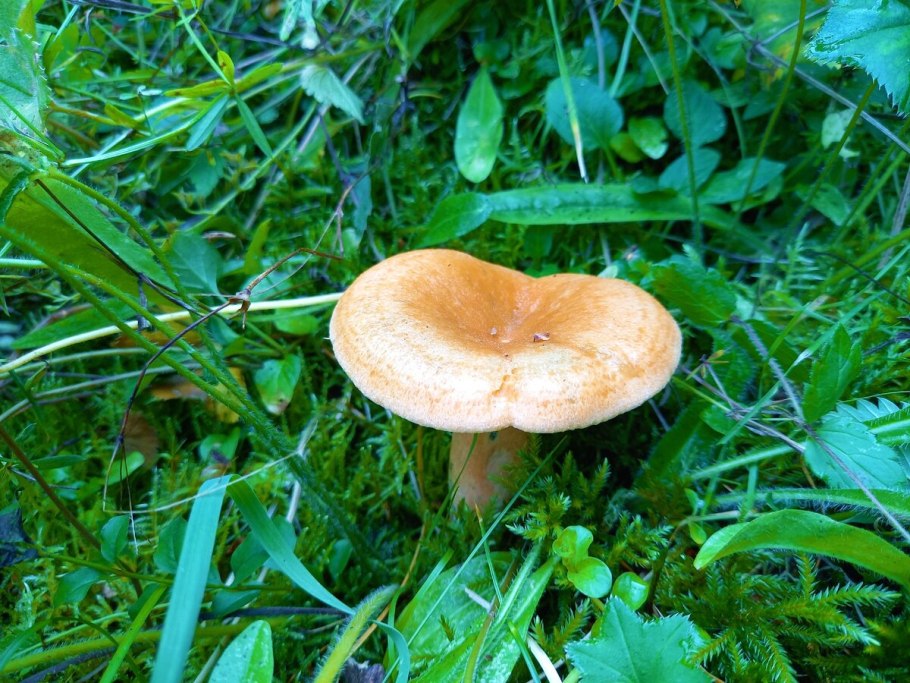Скрипица Lactarius vellereus.