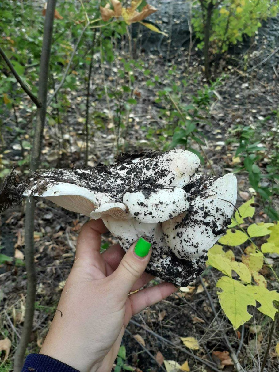 Печеночный млечник гриб