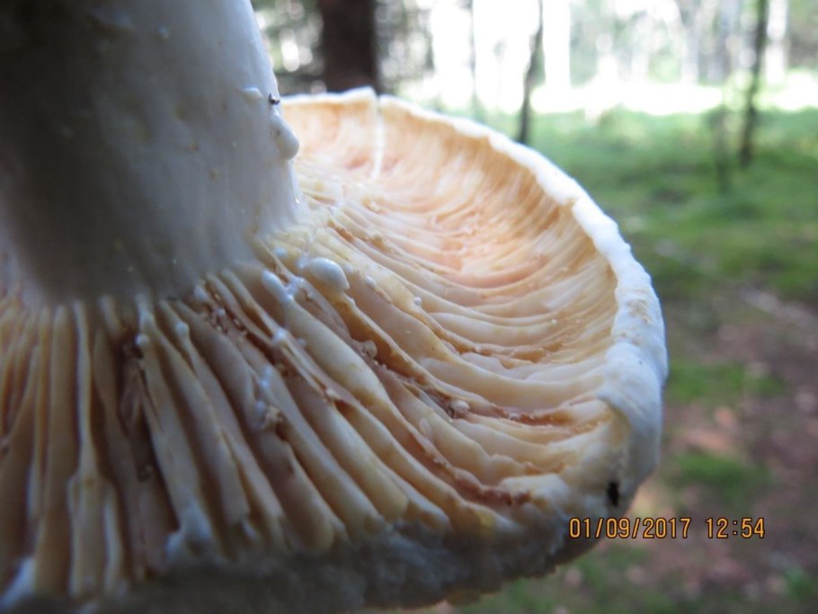 Грибы толстая ножка