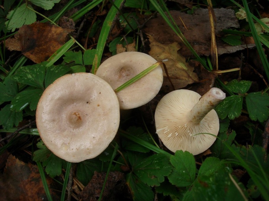 Горькушки серушки