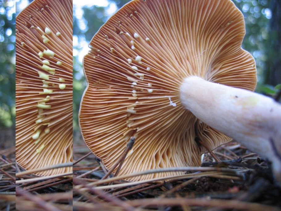 Lactarius chrysorrheus