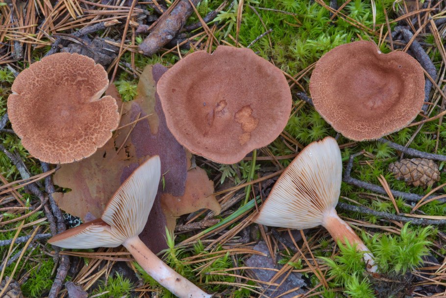 Гриб млечник горькушка